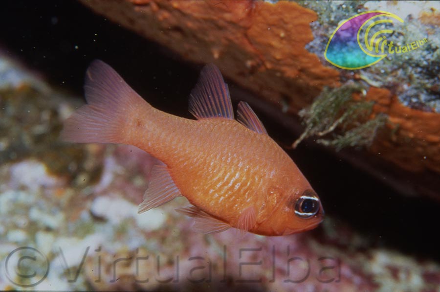 Re di Triglie o pesce Cardinale (Apogon Imberbis) - famiglia Apogonidae