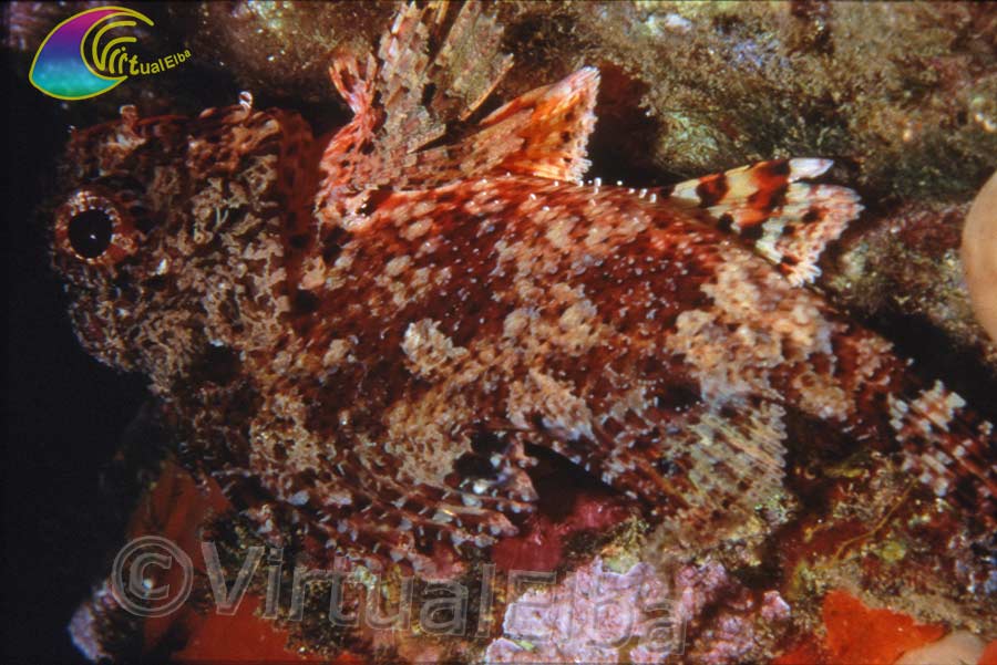 Scorfano rosso (Scorpaena scrofa) - famiglia Scorpaenidae