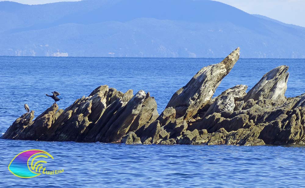 Paar aalscholvers op het strand van Porticciolo Rio Marina