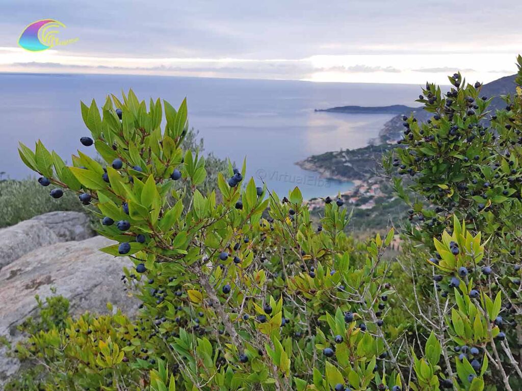 Mirte/Mortella bessen van het eiland Elba