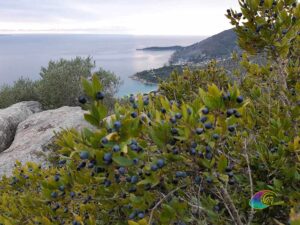 Mirte/Mortella bessen van het eiland Elba