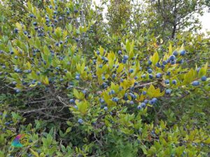 Mirtebessen op het eiland Elba