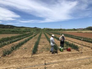 Agrobiodiversiteit: De zaadbank van het eiland Elba - CEA van Lacona